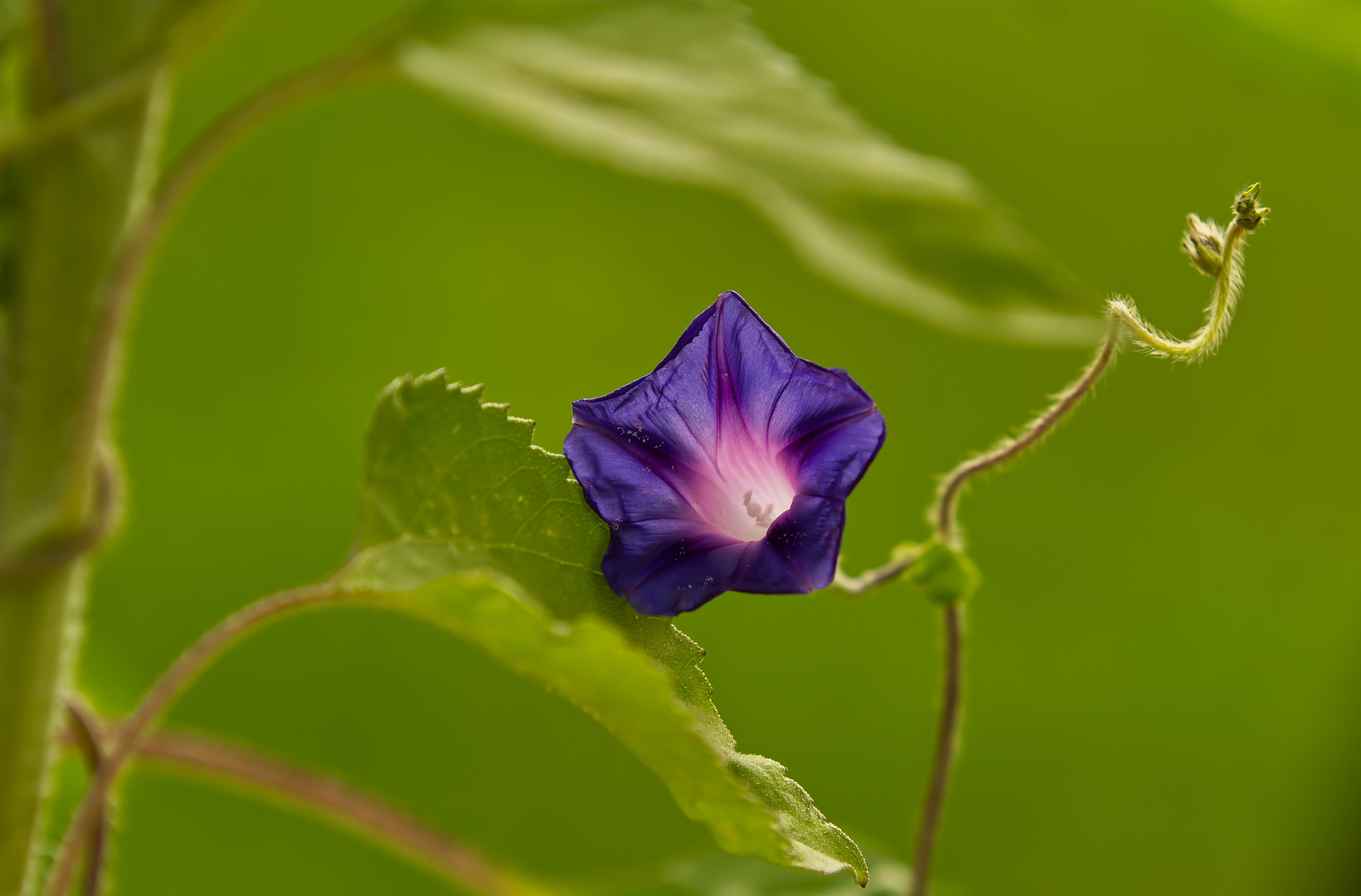 In der Insektenweide