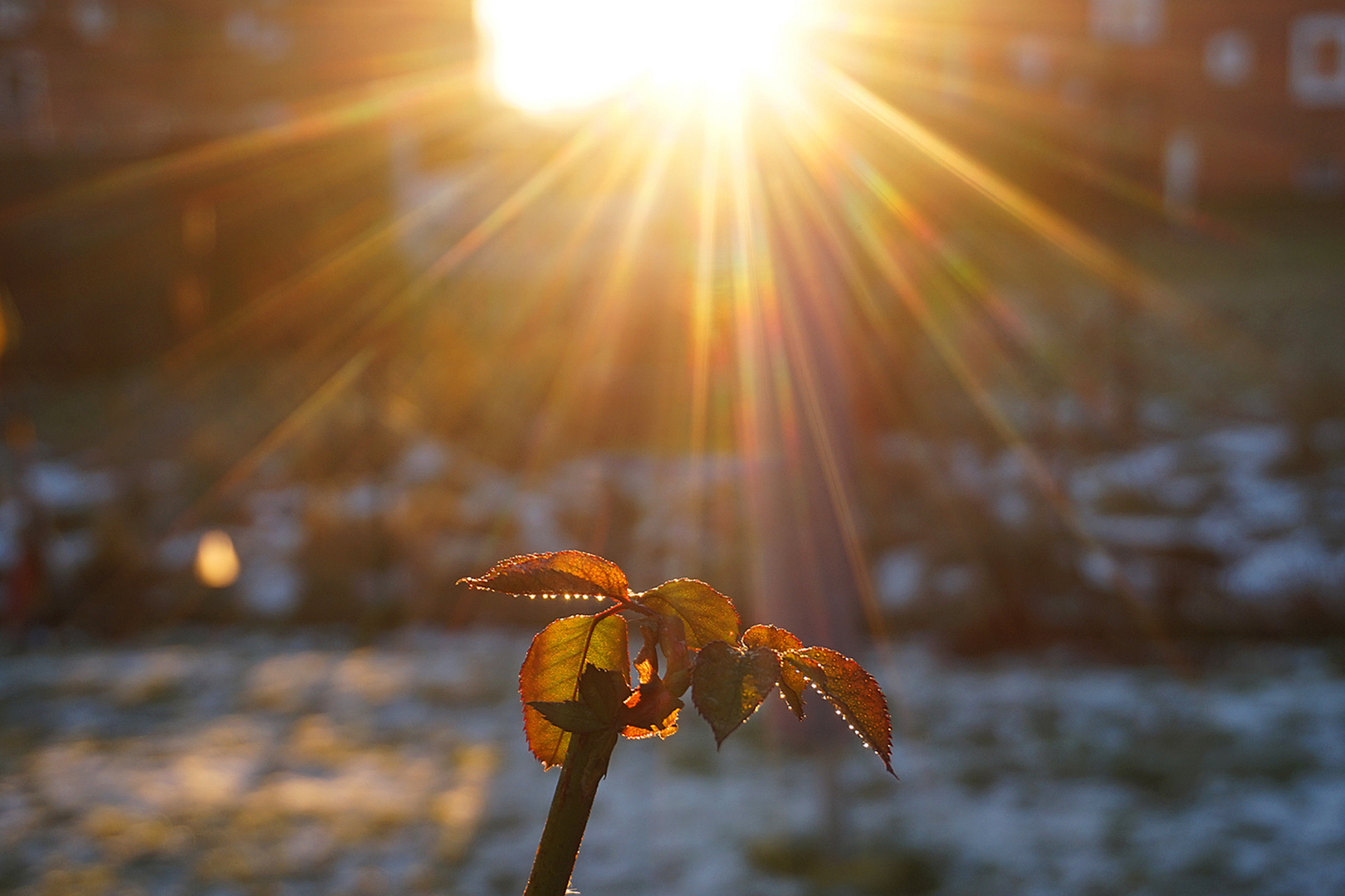 In der Januarsonne