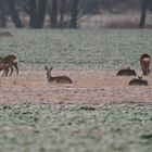 In der Kälte auf Usedom:10 Grad minus