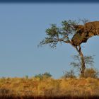 in der Kalahari