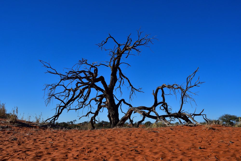 in der Kalahari