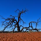 in der Kalahari