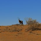 in der Kalahari