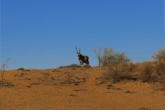 in der Kalahari