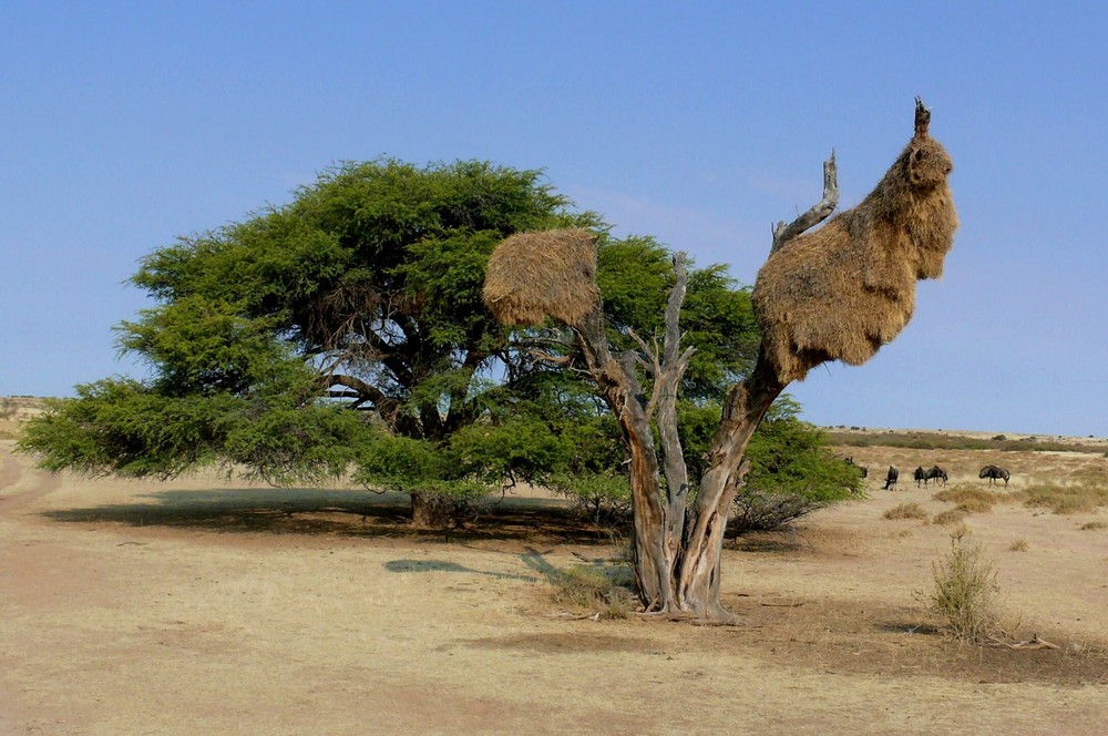 In der Kalahari-Wüste