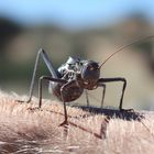 In der Kalahari-Wüste (Namibia)