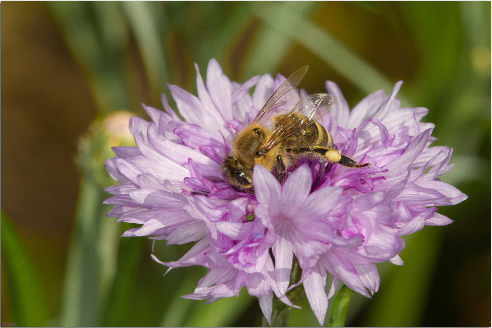 in der Kornblume