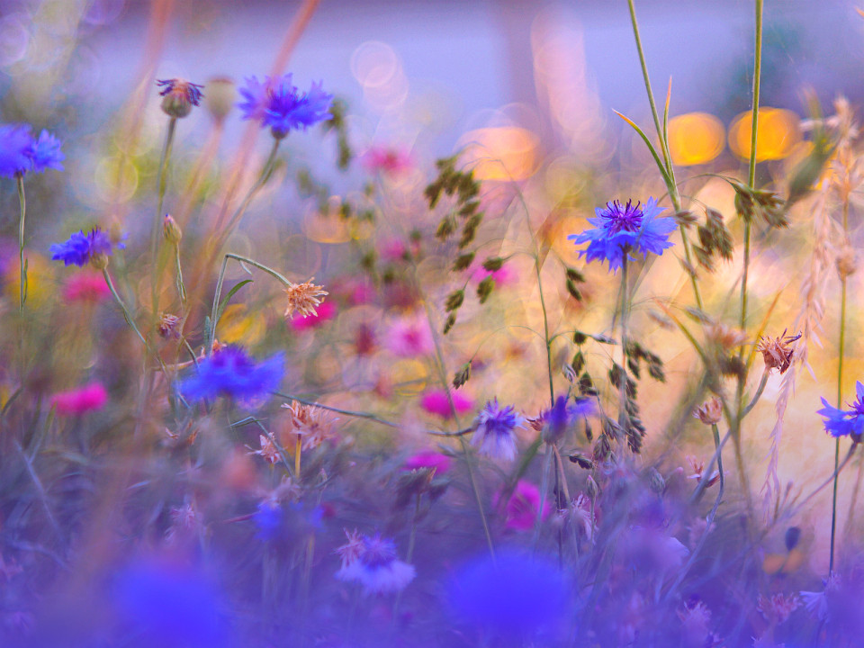 In der Kornblumenwiese