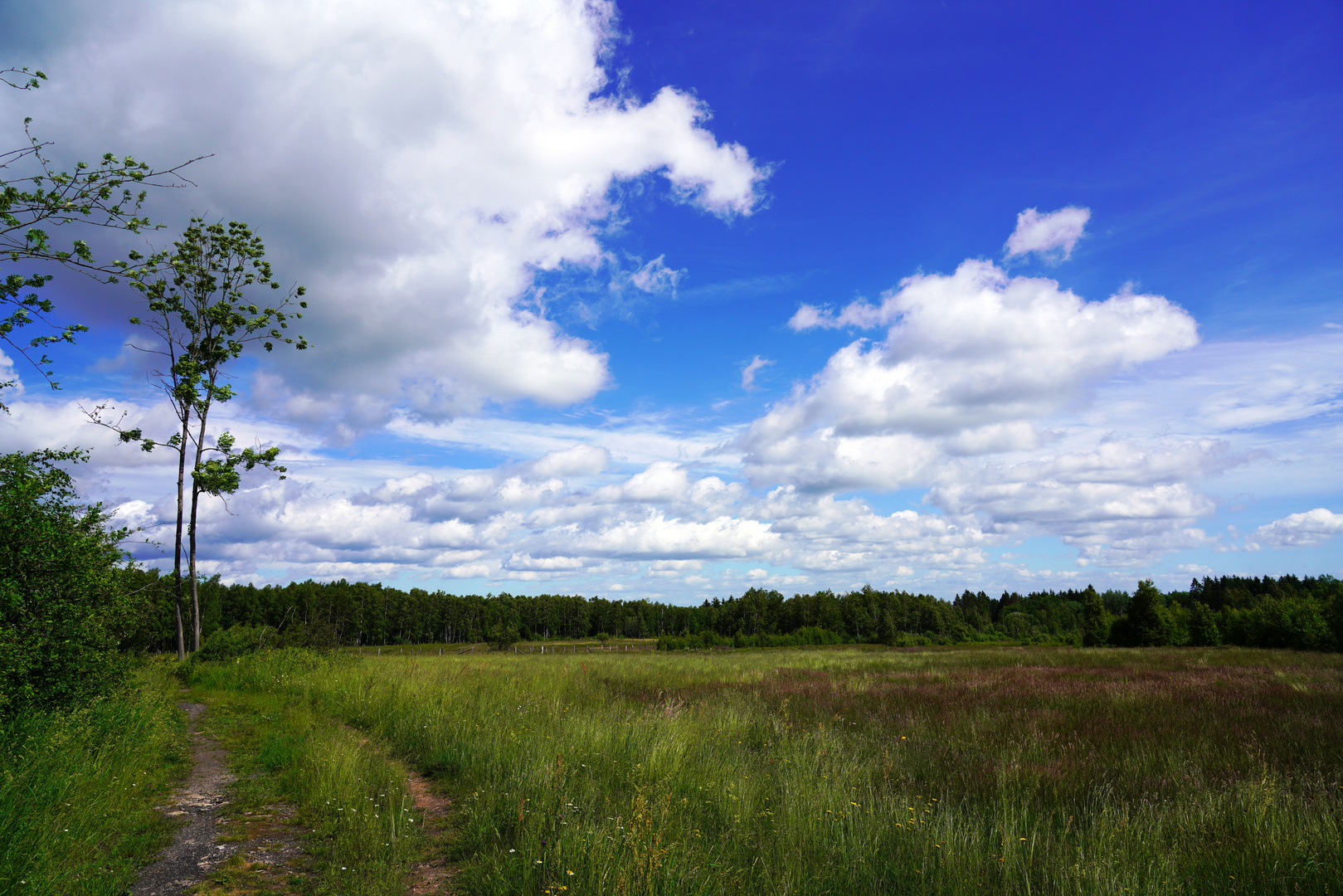 In der Krekeler Heide (Nordeifel)