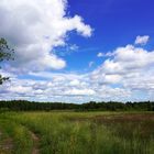 In der Krekeler Heide (Nordeifel)