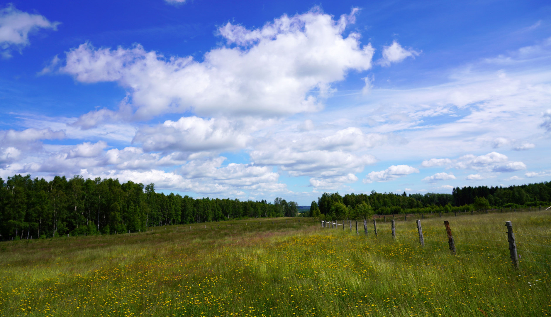 In der Krekeler Heide (Nordeifel)