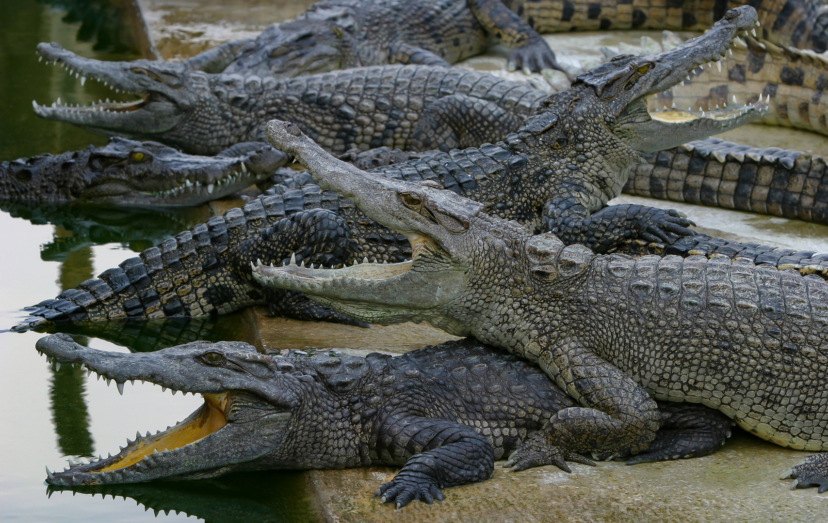 In der Krokodilfarm in Thailand