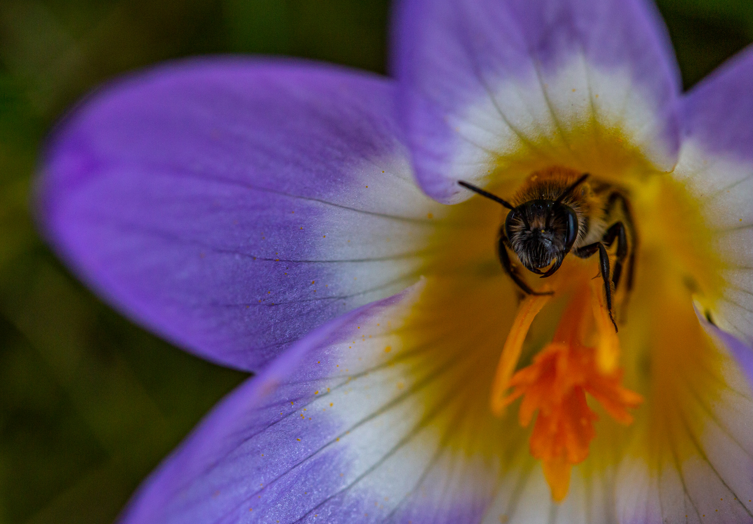 In der Krokusblüte