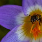 In der Krokusblüte