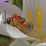 In der Krokussblüte