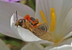 In der Krokussblüte