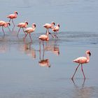 In der Lagune von Walvis Bay