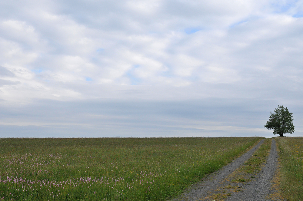 In der Langen Rhön: Blüten, Weg und Baum