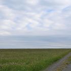 In der Langen Rhön: Blüten, Weg und Baum