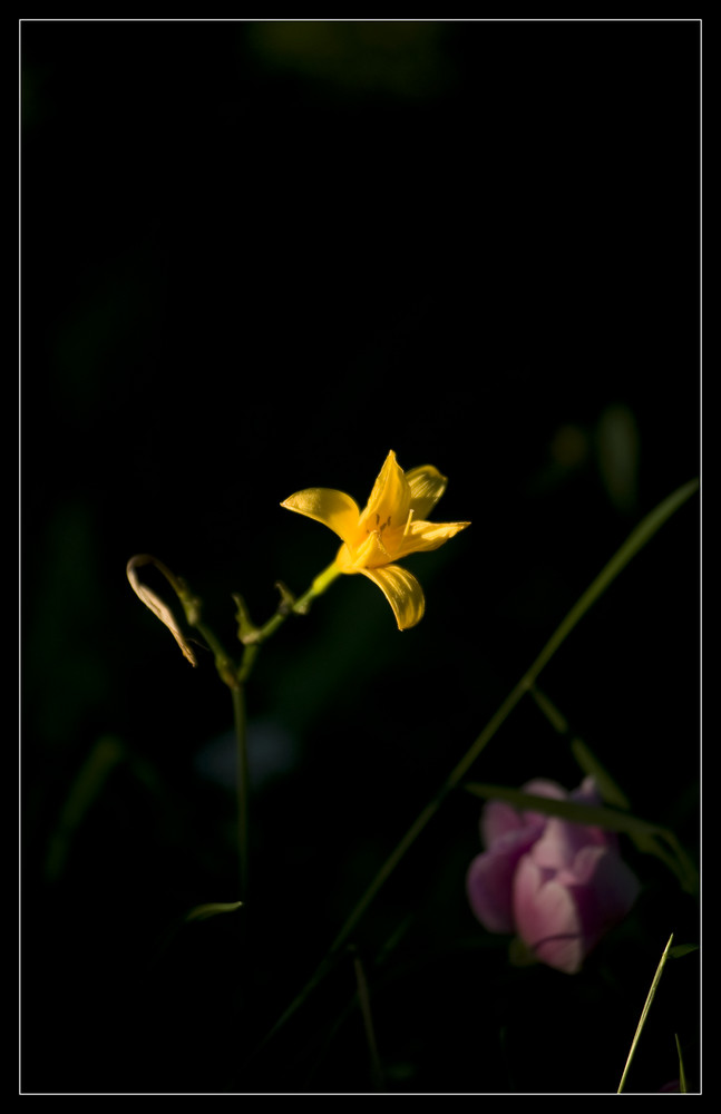 In der letzten Abendsonne