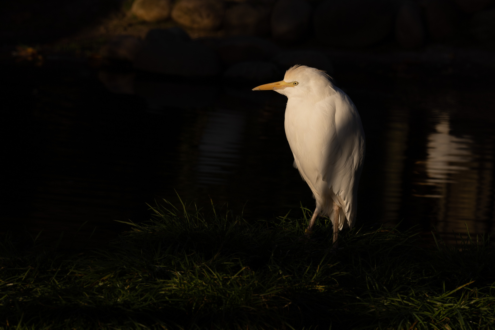 in der letzten Abendsonne