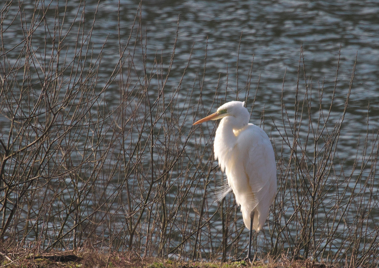 In der letzten Abendsonne am See !