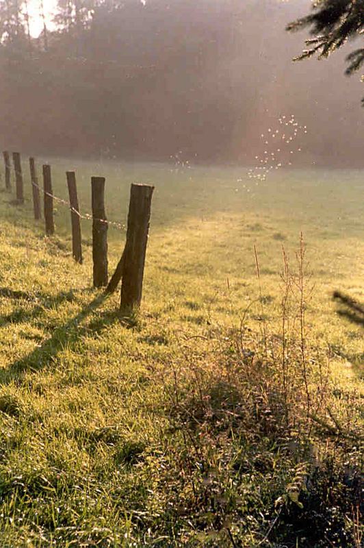 In der Lichtung