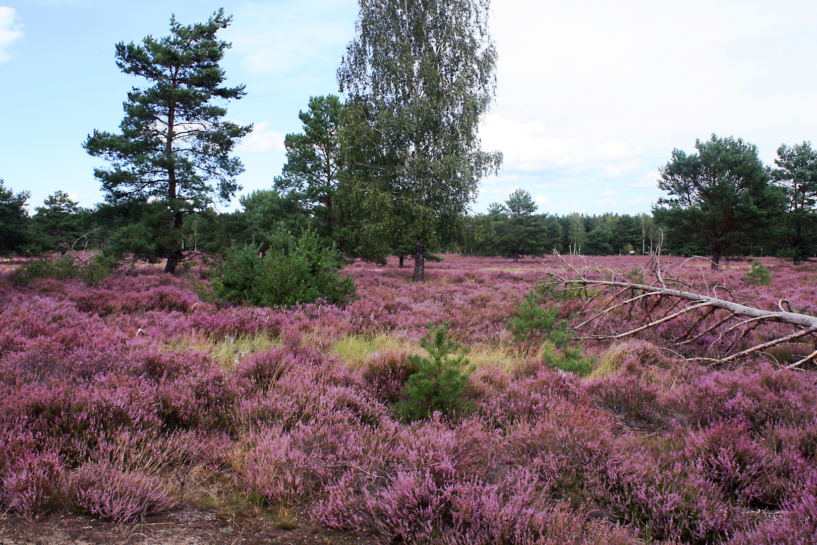 In der Lieberoser Heide