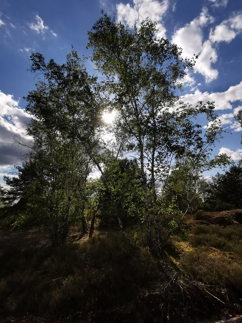 In der Lieberoser Heide