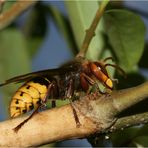 In der Ligusterhecke