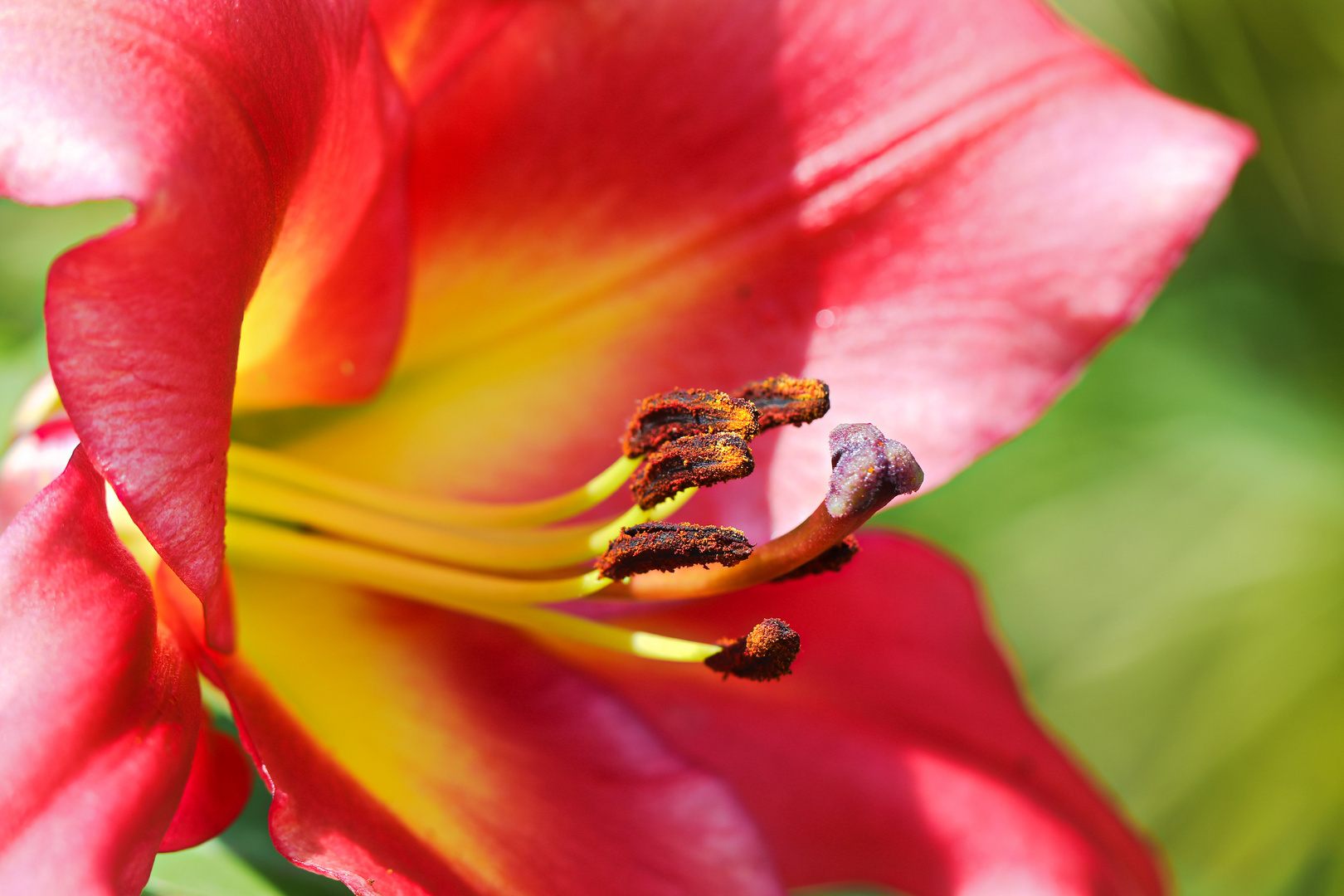 In der Lilienblüte 