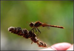 In der linken Hand den Halm mit Libelle...