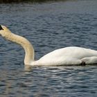 In der Lippeaue im NSG Am Tibaum wurde heute "Schwanensee" gegeben!