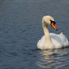 In der Lippeaue im NSG Am Tibaum wurde heute "Schwanensee" gegeben!