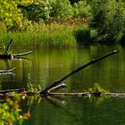 In der Lobau