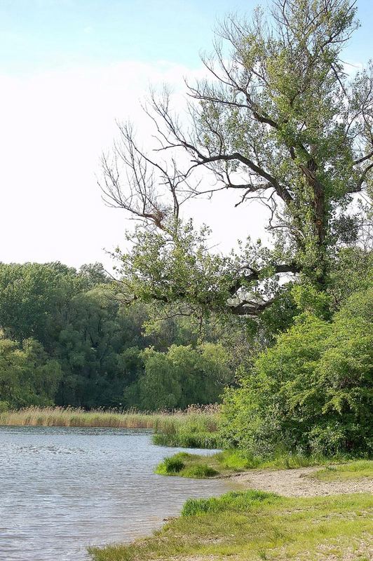 In der Lobau