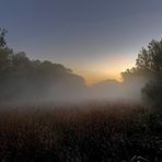 In der Lobau III