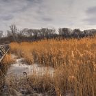 In der Lobau zieht sich der Winter zurück