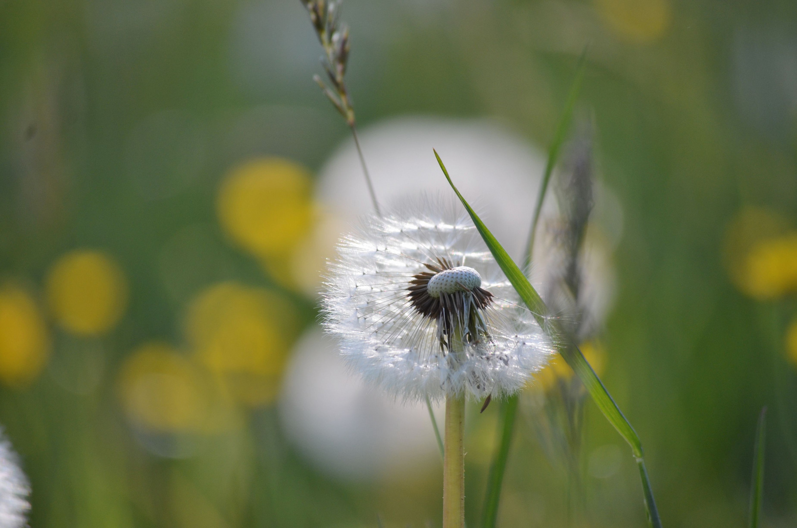 in der Löwenzahnwiese