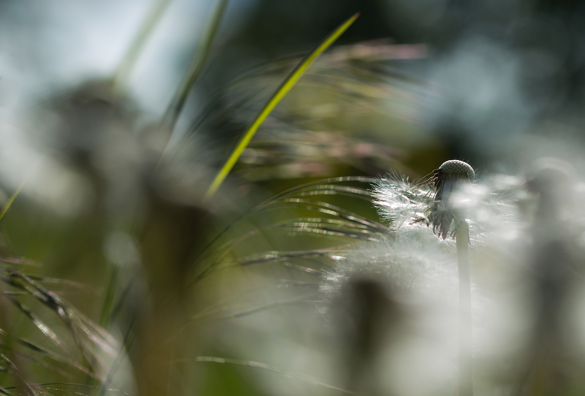 in der Löwenzahnwiese