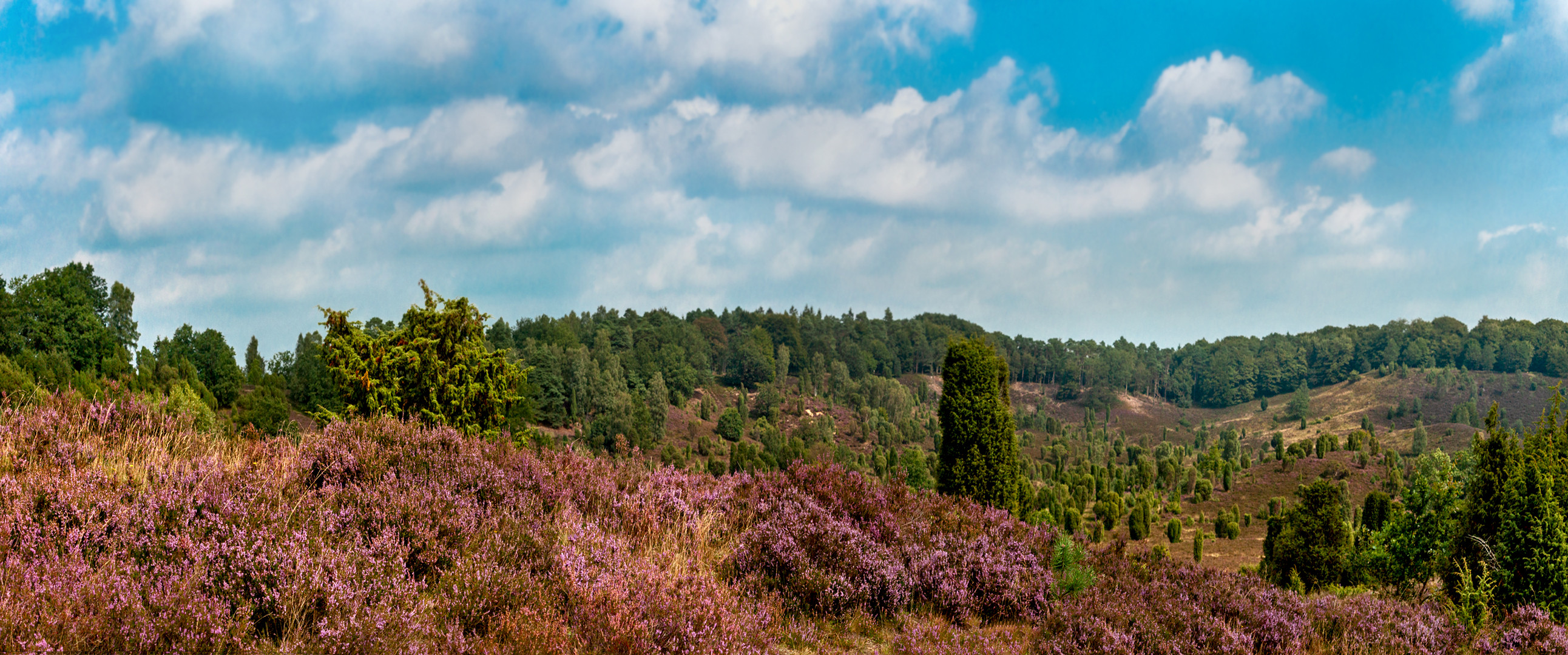 In der Lünebuger Heide,in dem wunderschöne....