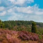 In der Lünebuger Heide,in dem wunderschöne....