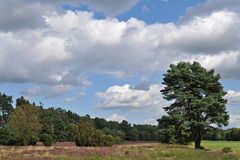 In der Lüneburger Heide 01