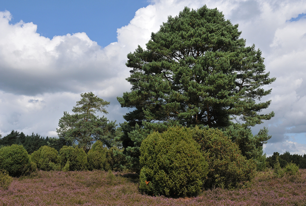 In der Lüneburger Heide 02