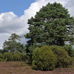 In der Lüneburger Heide 02