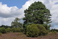 In der Lüneburger Heide 02
