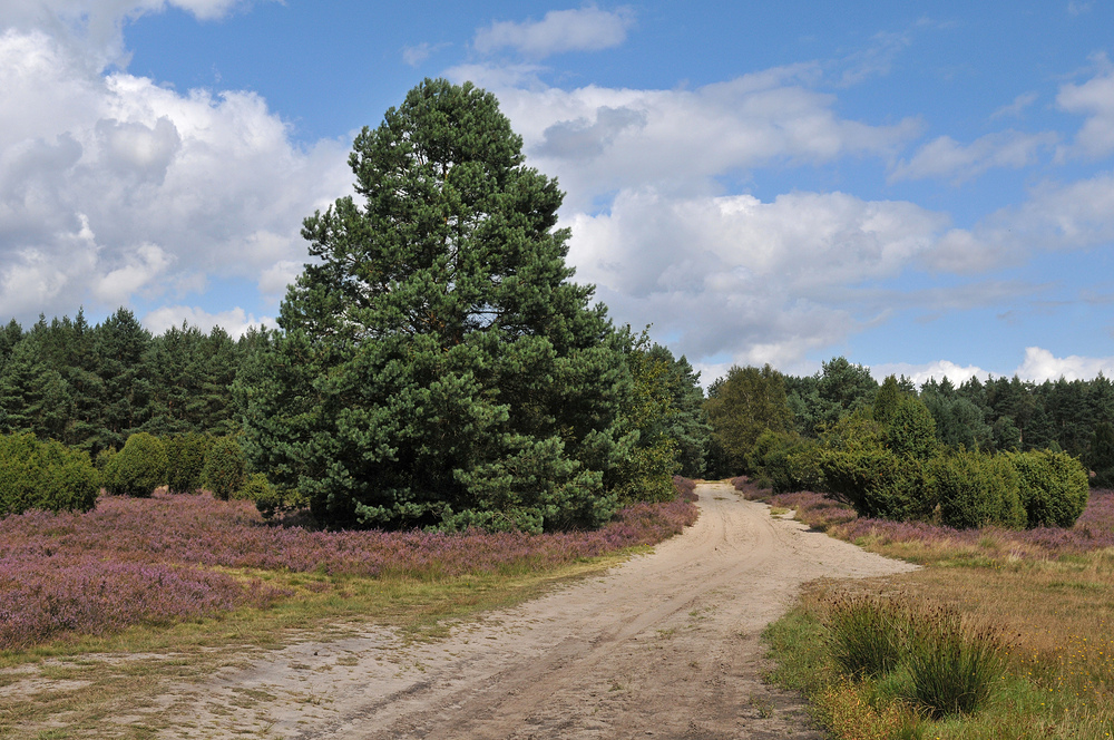 In der Lüneburger Heide 03