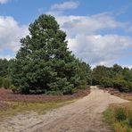 In der Lüneburger Heide 03