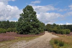 In der Lüneburger Heide 03