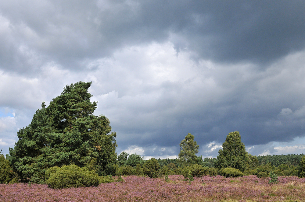 In der Lüneburger Heide 04